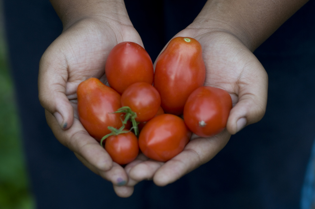 tomatoes